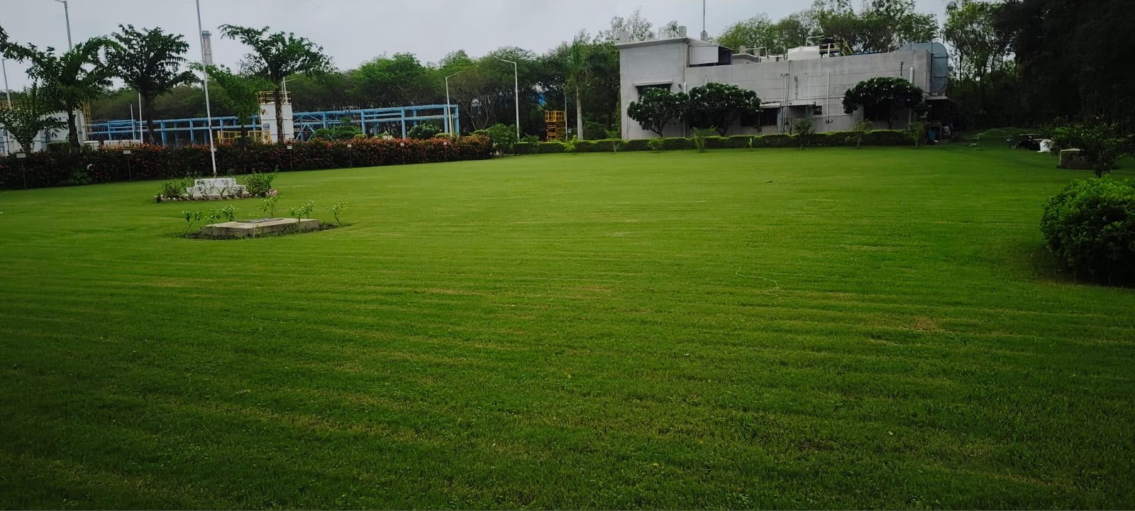 Plant